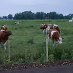 Vind - Daenische Gemuetlichkeit * Sehestedt (Lower-Saxony)